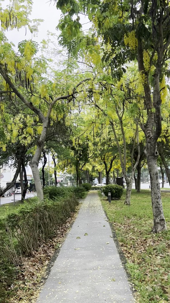 樹木包圍的人行步道與散落花瓣