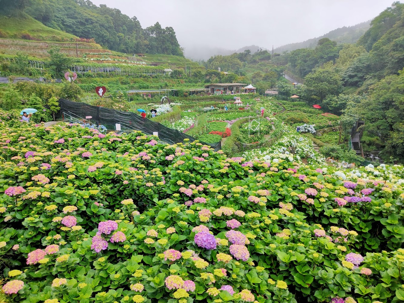 山坡上的繡球花園與撐傘遊客