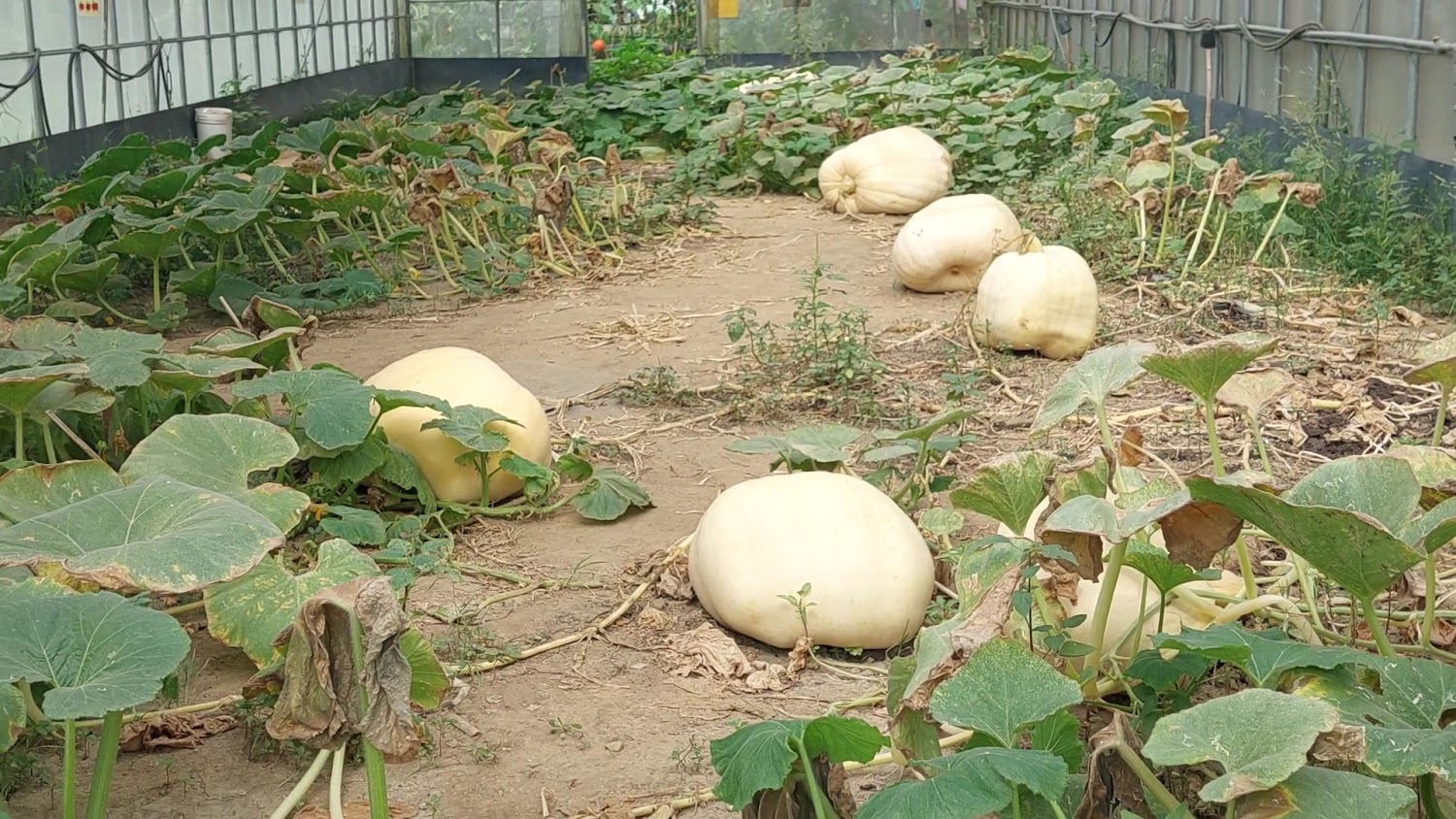 苗翔牧場溫室南瓜