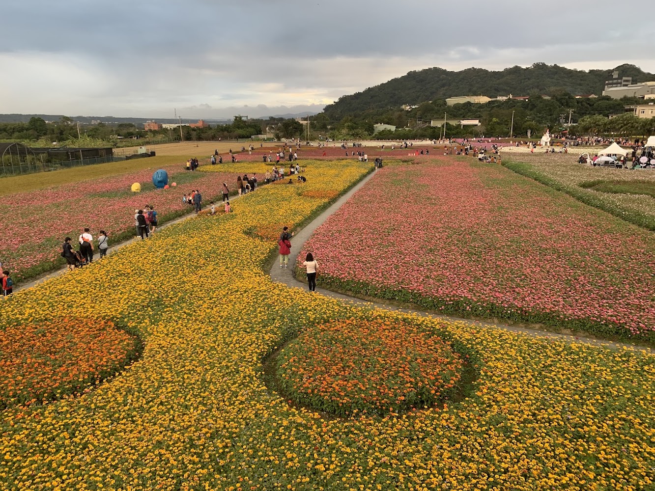 桃園花彩節大片花田步道