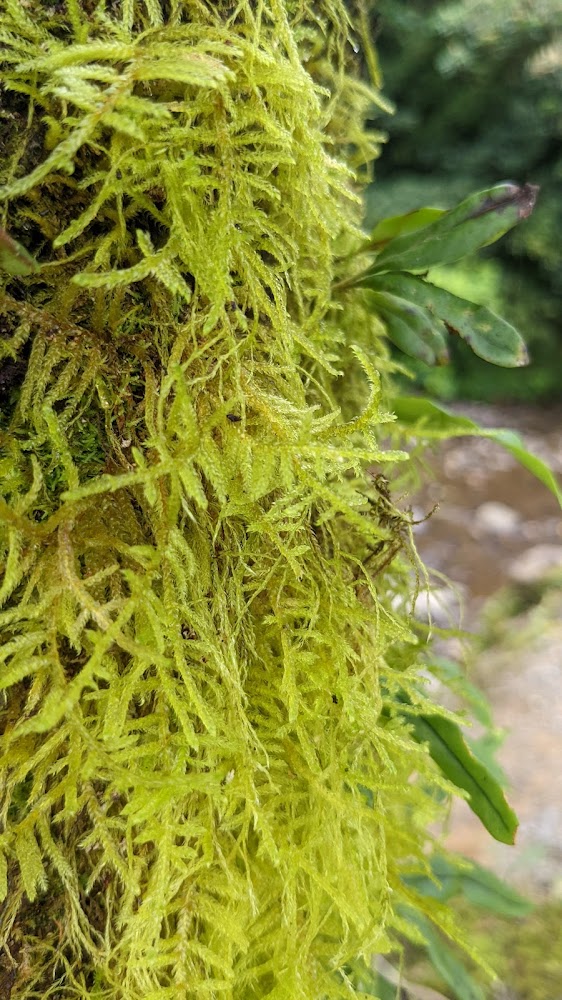 樹幹上的鮮綠苔蘚特寫