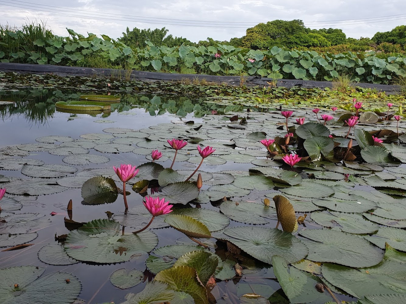 白河蓮花公園大片荷花池與粉紅蓮花
