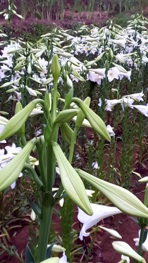 整齊排列的白色百合與含苞花朵