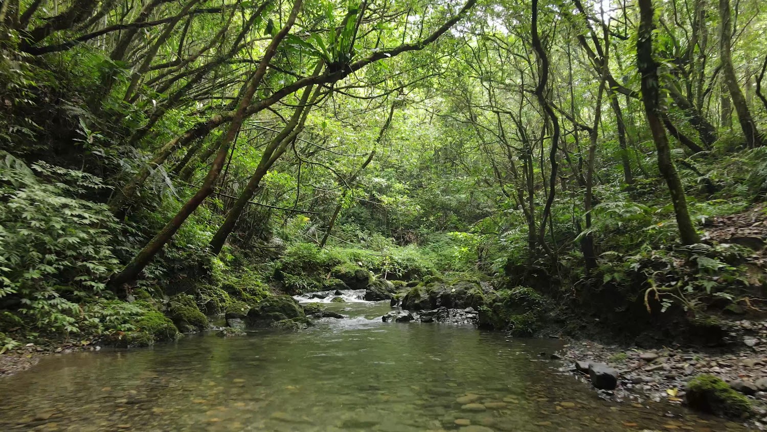 清澈小溪流經茂密森林的坪溪古道景觀