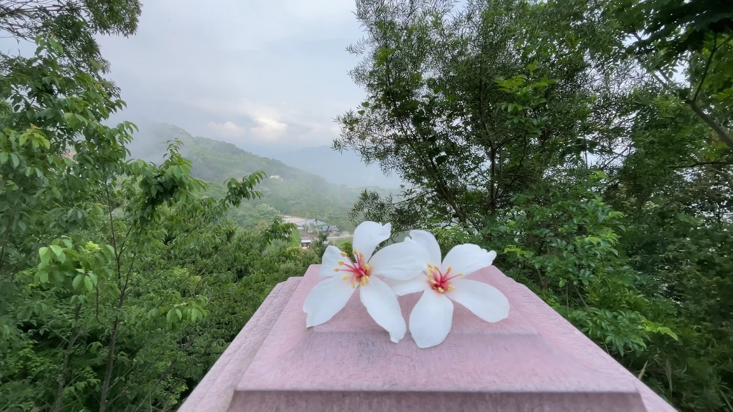 薑麻園油桐花與山林背景