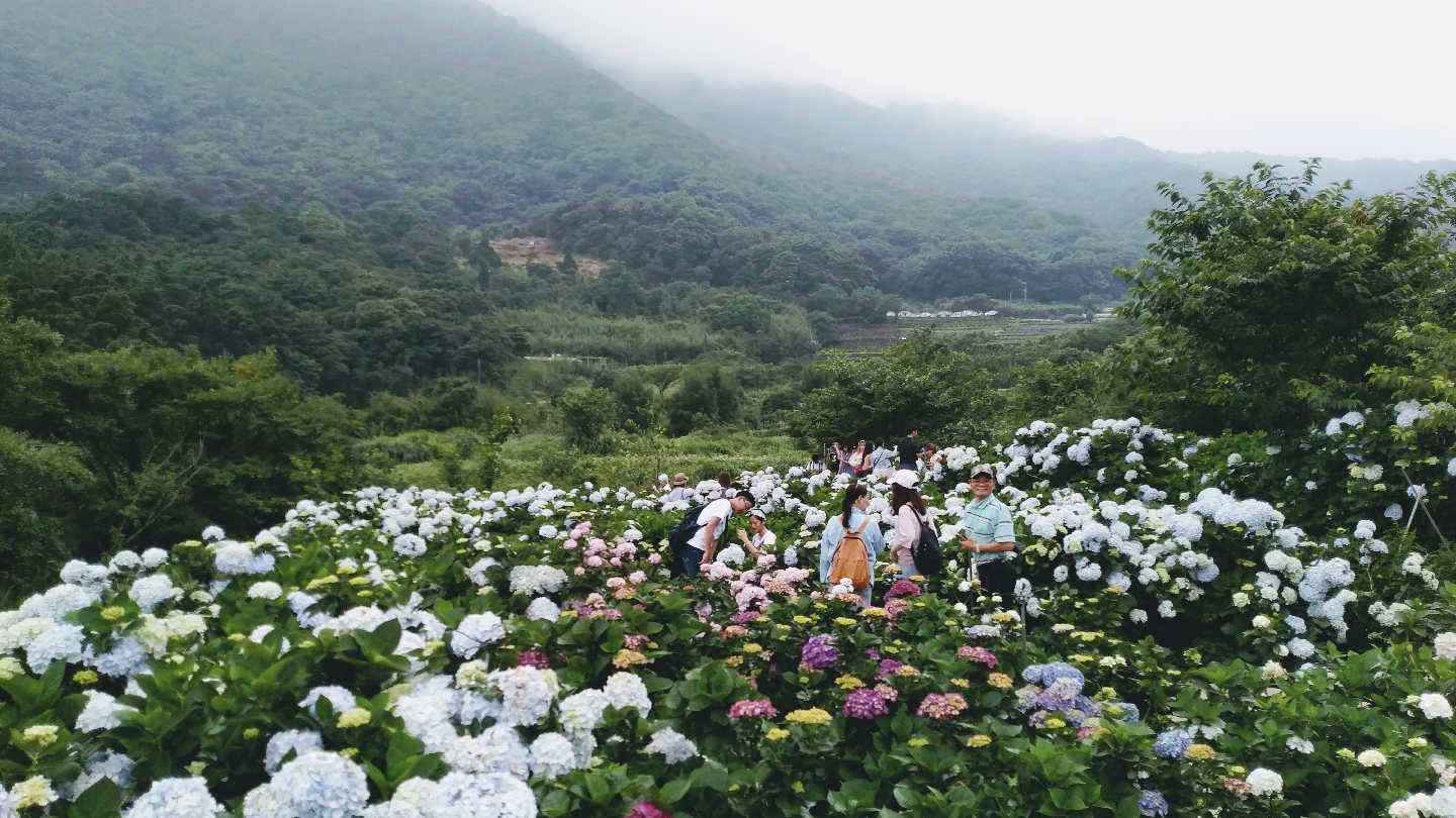 繽紛盛開的繡球花田與遊客賞花景色