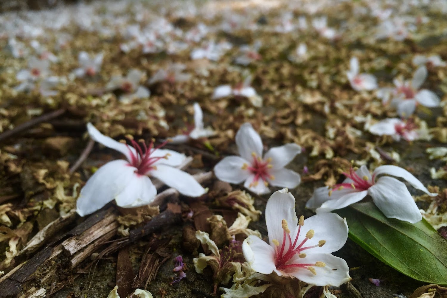 地面落滿桐花