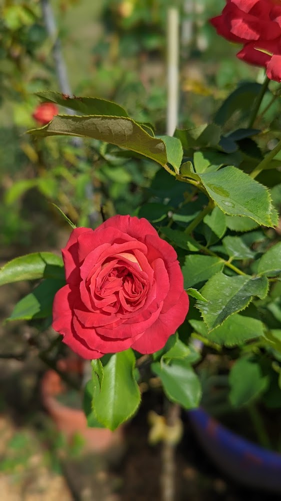 小份尾幸福田紅色玫瑰花特寫