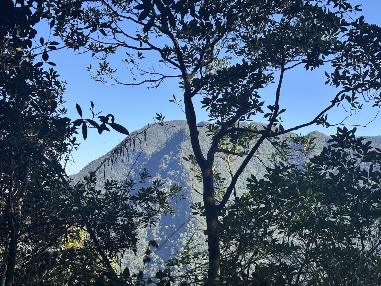 前景樹木與遠方山峰藍天景色