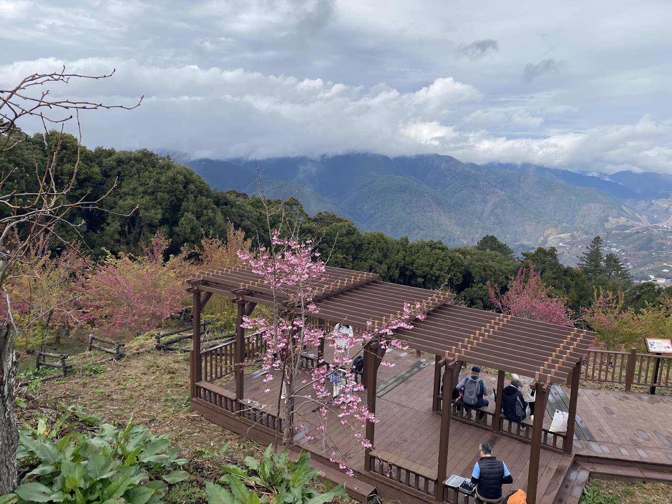 千櫻園木亭旁盛開櫻花與山景雲霧