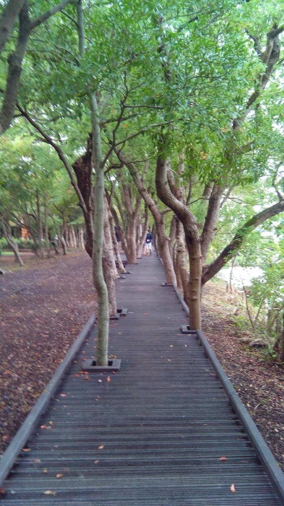 被樹木環繞的木棧道