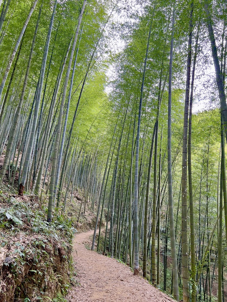 雲林五元兩角竹林小徑