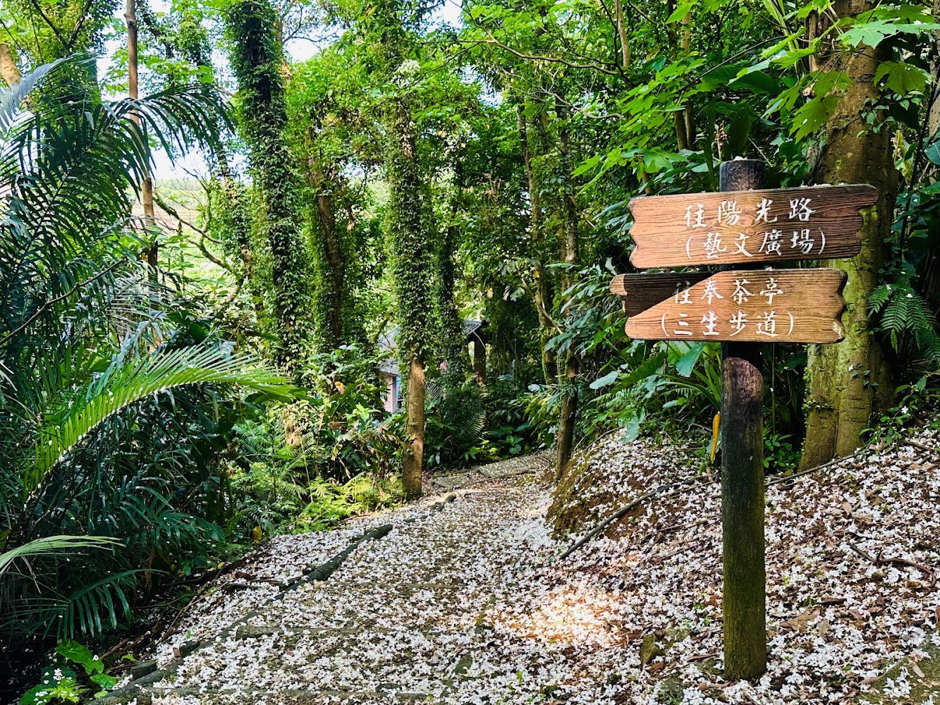 花瓣鋪地的森林步道與指示牌