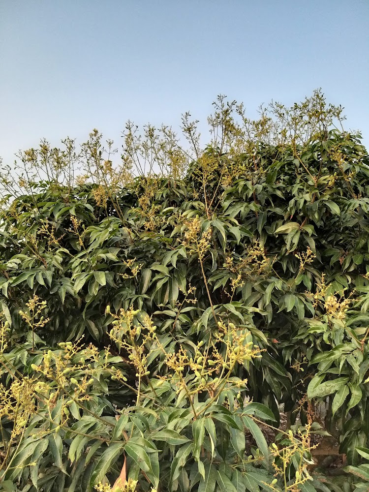 荔枝樹開花景象