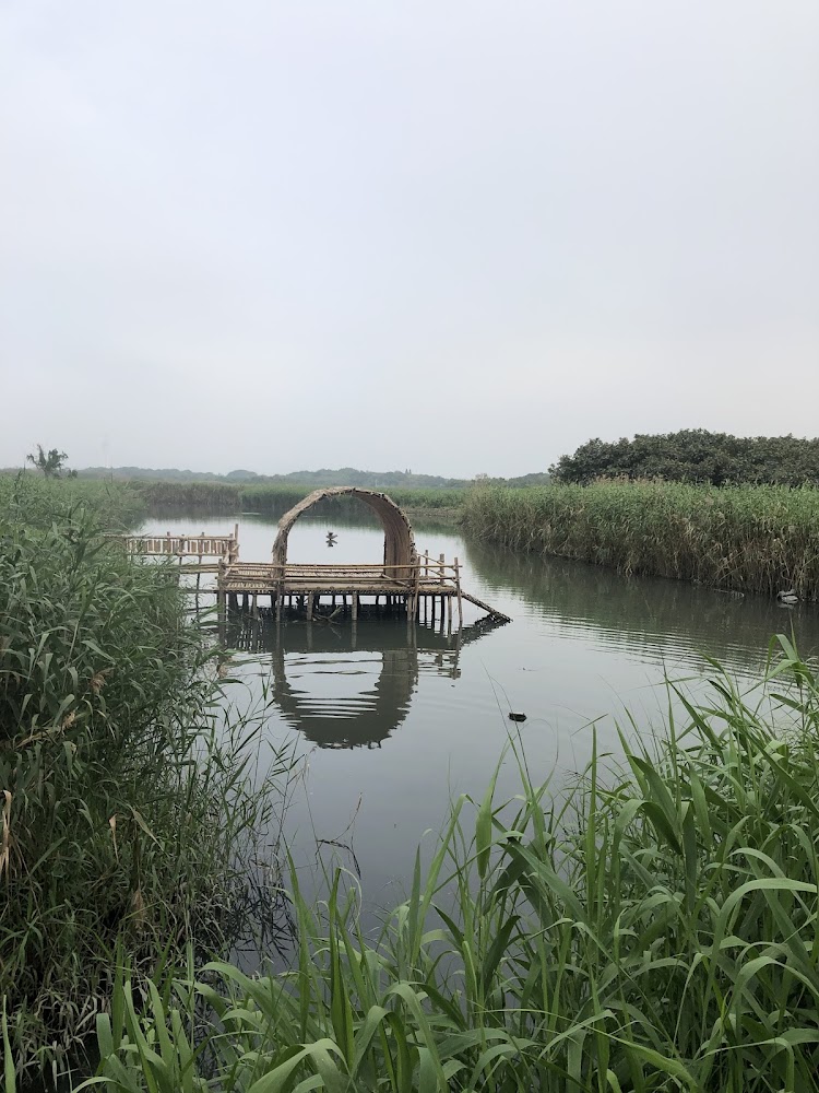 關渡水鳥保護區蘆葦與水面景觀