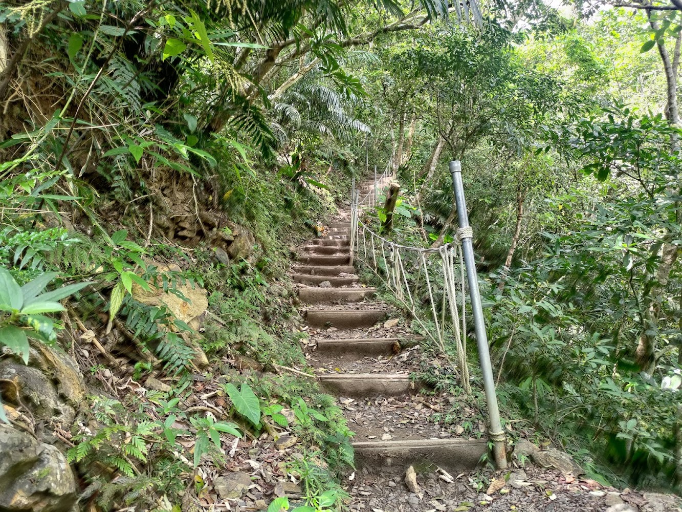 雙流森林階梯步道