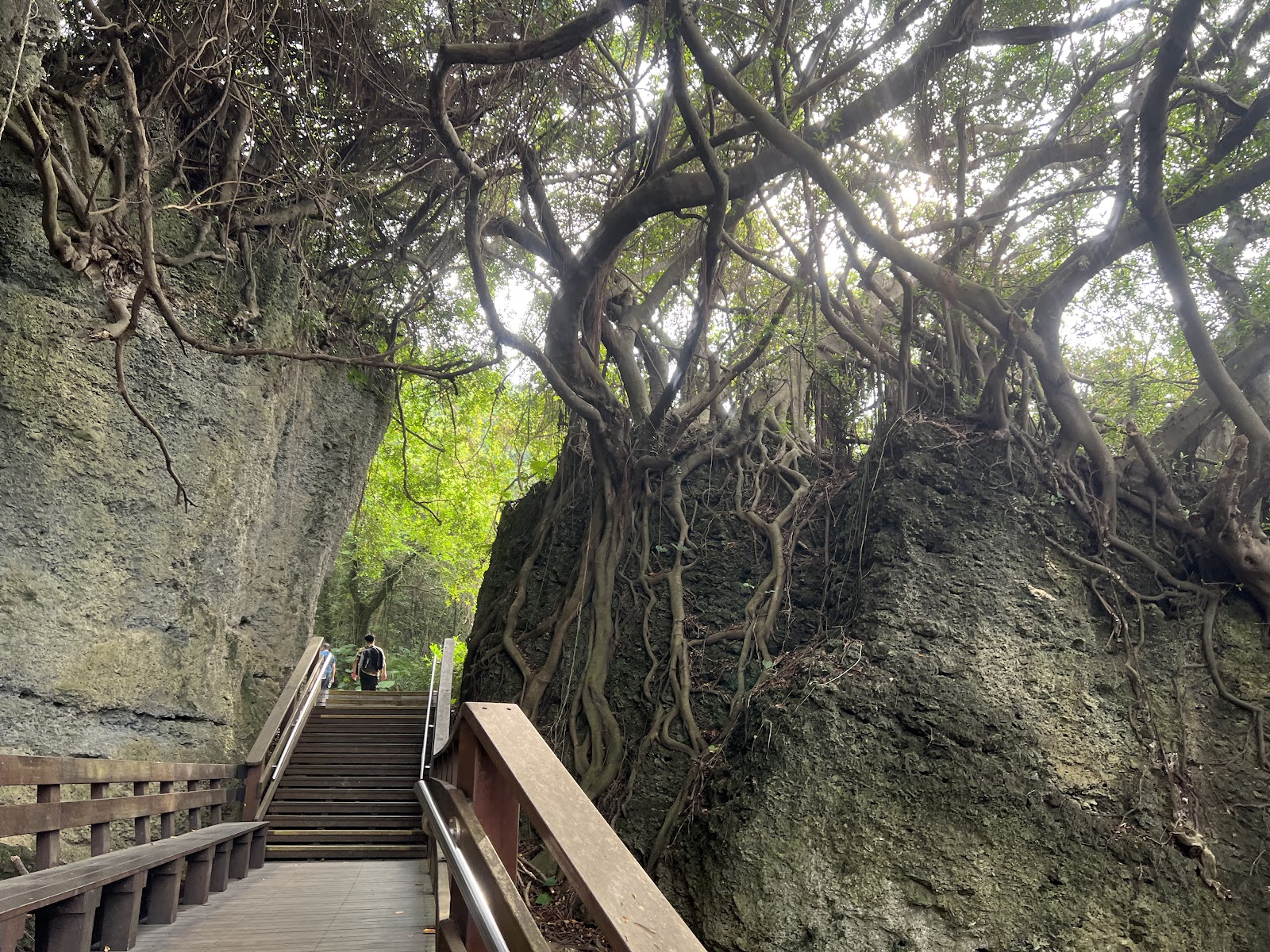 山豬溝生態步道木棧梯榕樹氣根小琉球