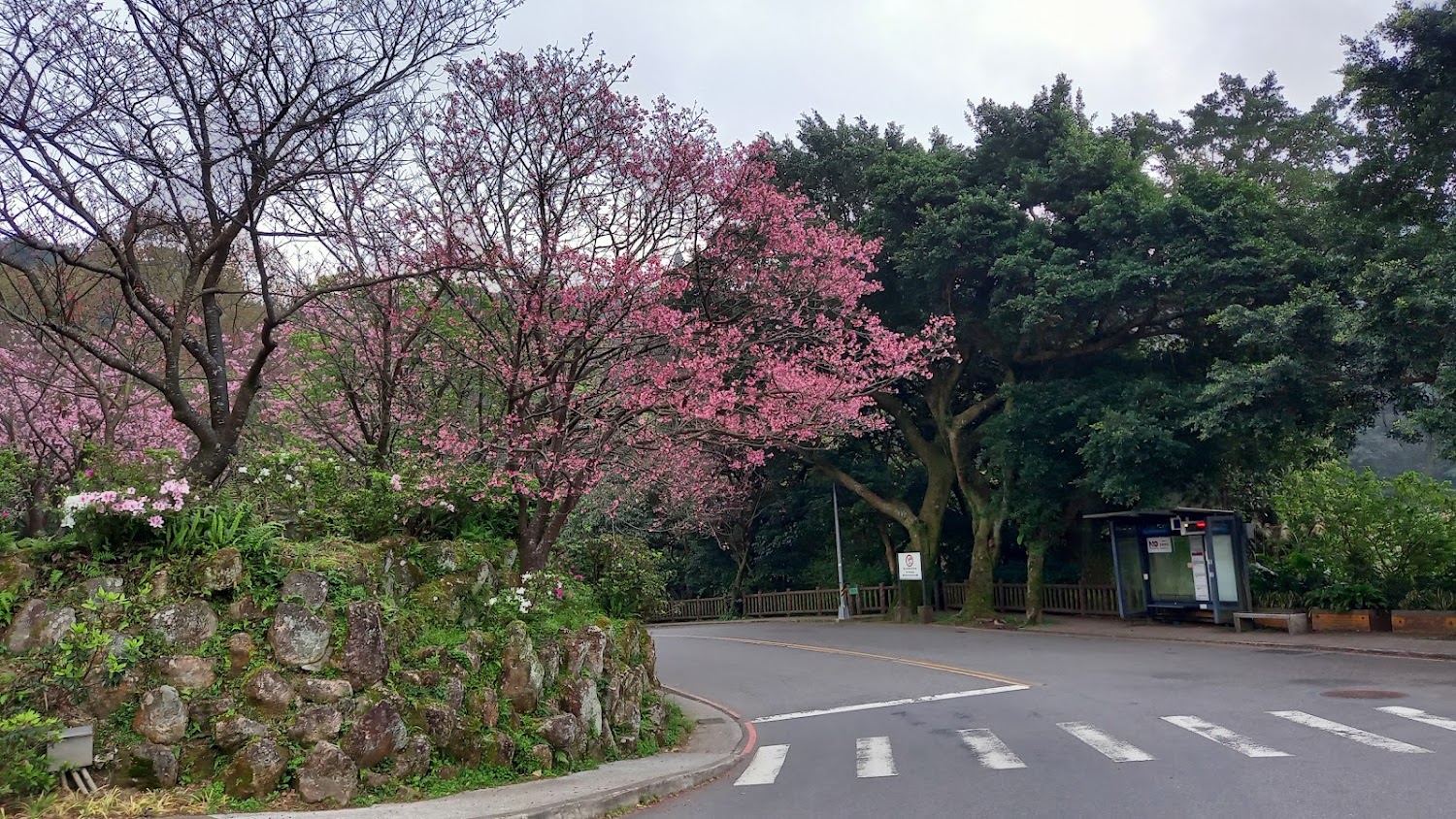陽明山噴水池旁櫻花與公車亭