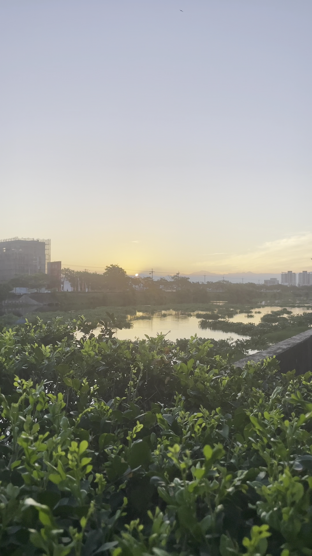 夕陽下的河岸綠植與建築