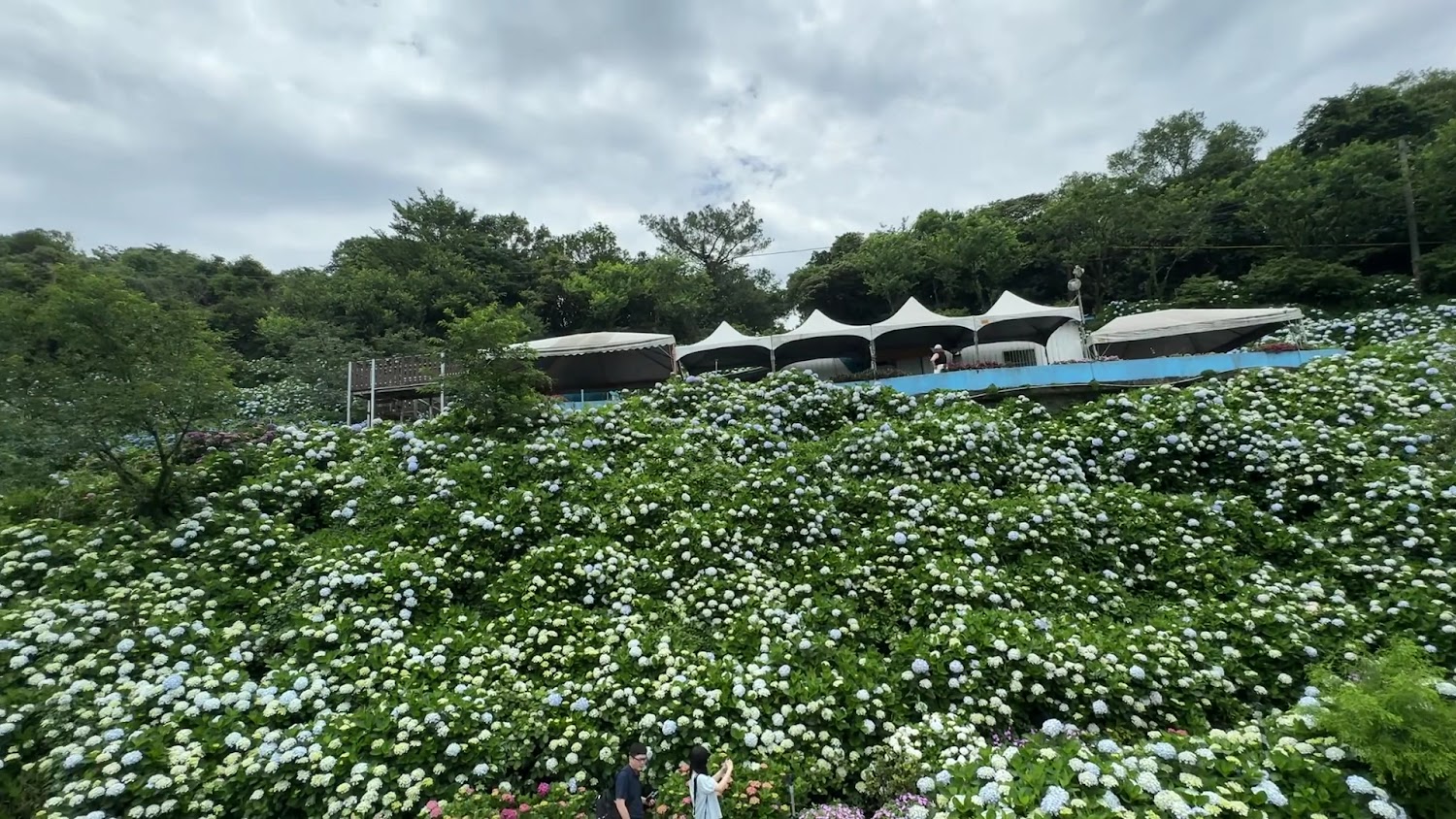 白色與淡藍色繡球花園與遠方帳篷