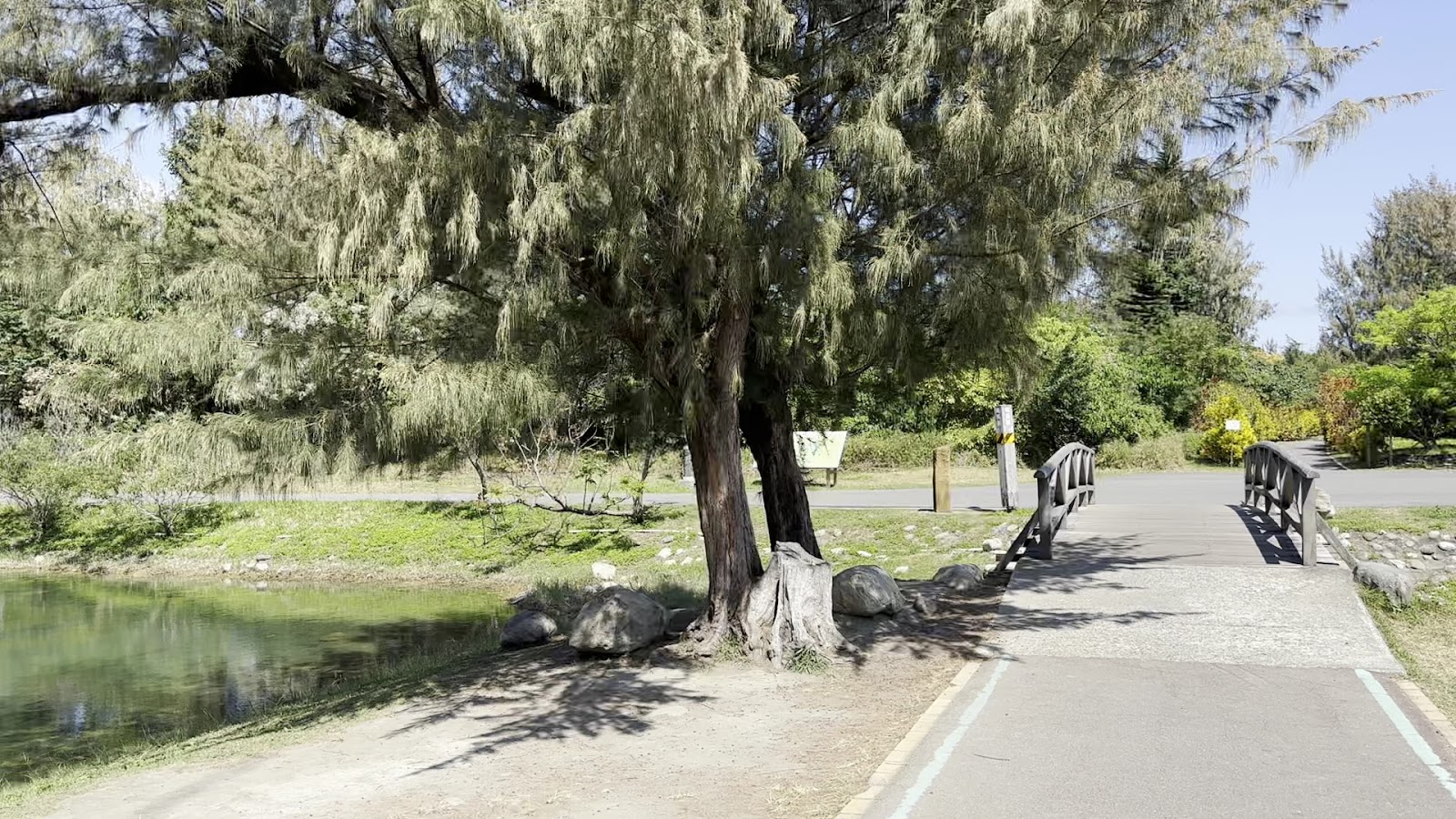 台東森林公園自行車道旁巨大木麻黃老樹小石橋跨水路林蔭道