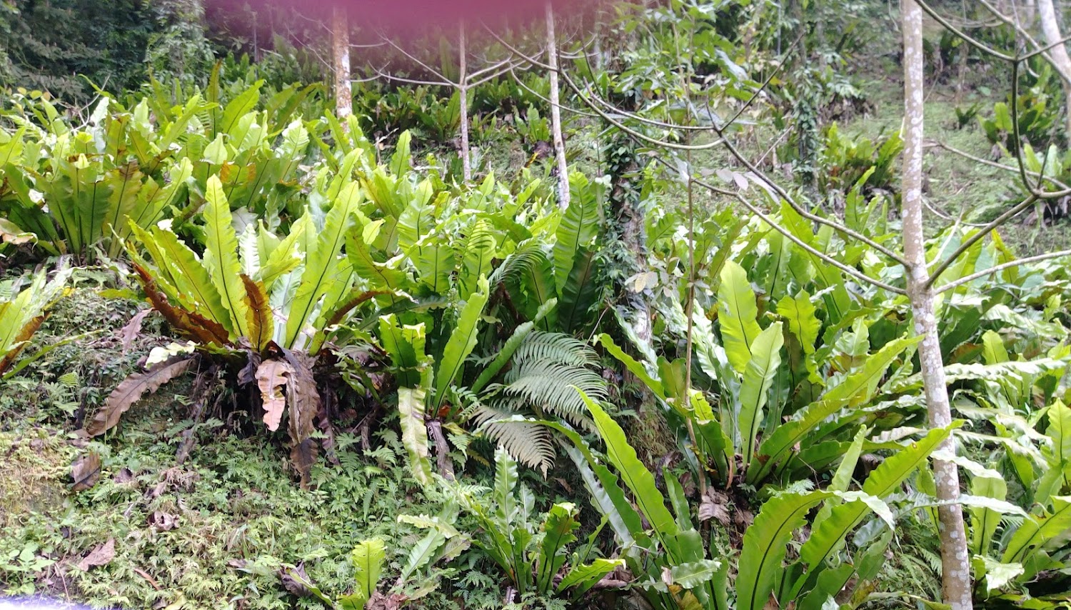 山坡上的蕨類植物景觀