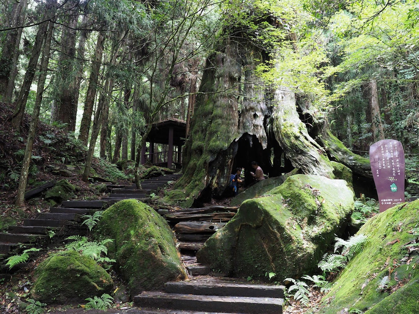 杉林溪森林中的巨大樹木與青苔步道