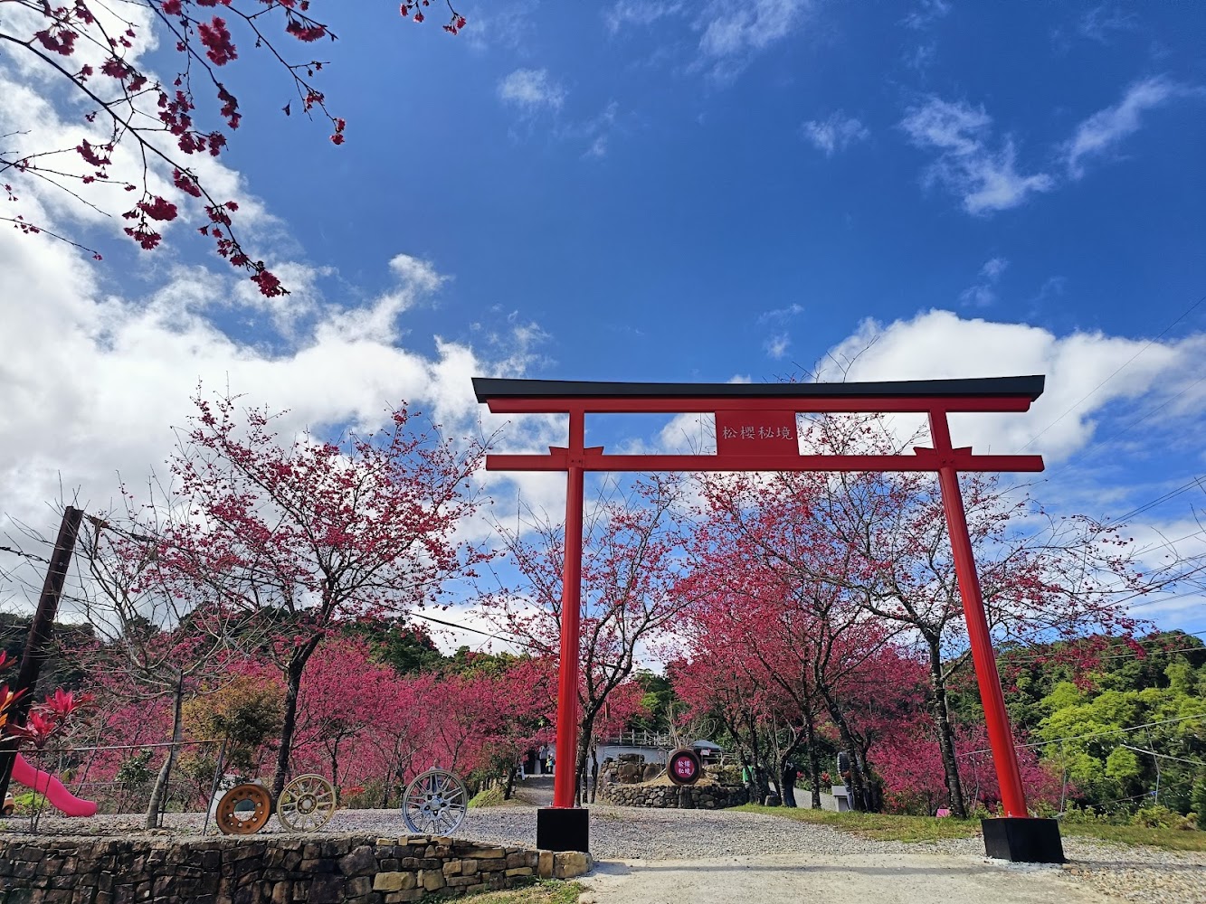松櫻秘境紅色鳥居與櫻花