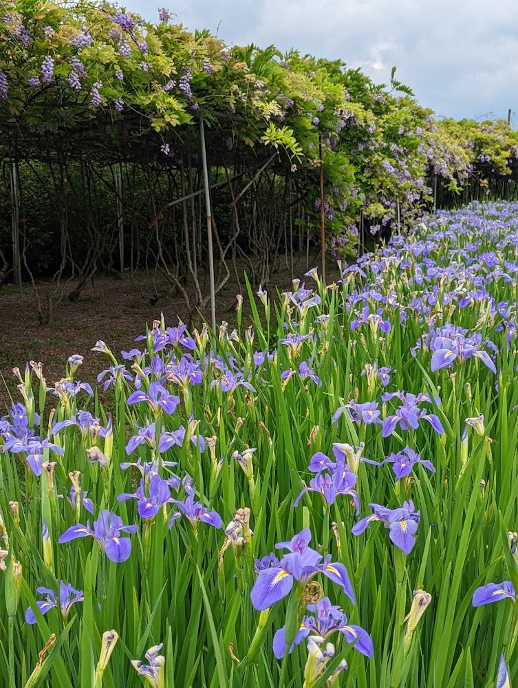 淡水紫藤花園一號屯山園區鳶尾花與紫藤景色