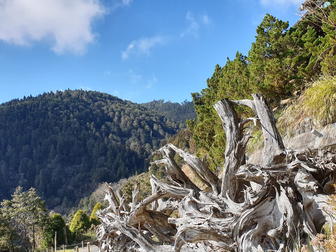 青翠山林與藍天以及自然樹根景觀