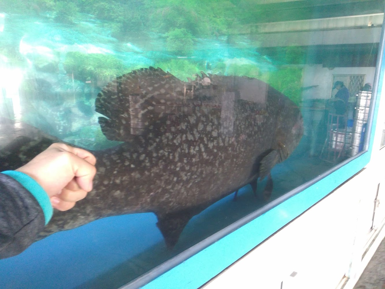 龍佃海洋生技巨型魚展示