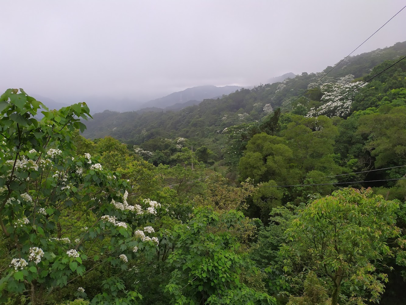 山林與零星白色油桐花景觀