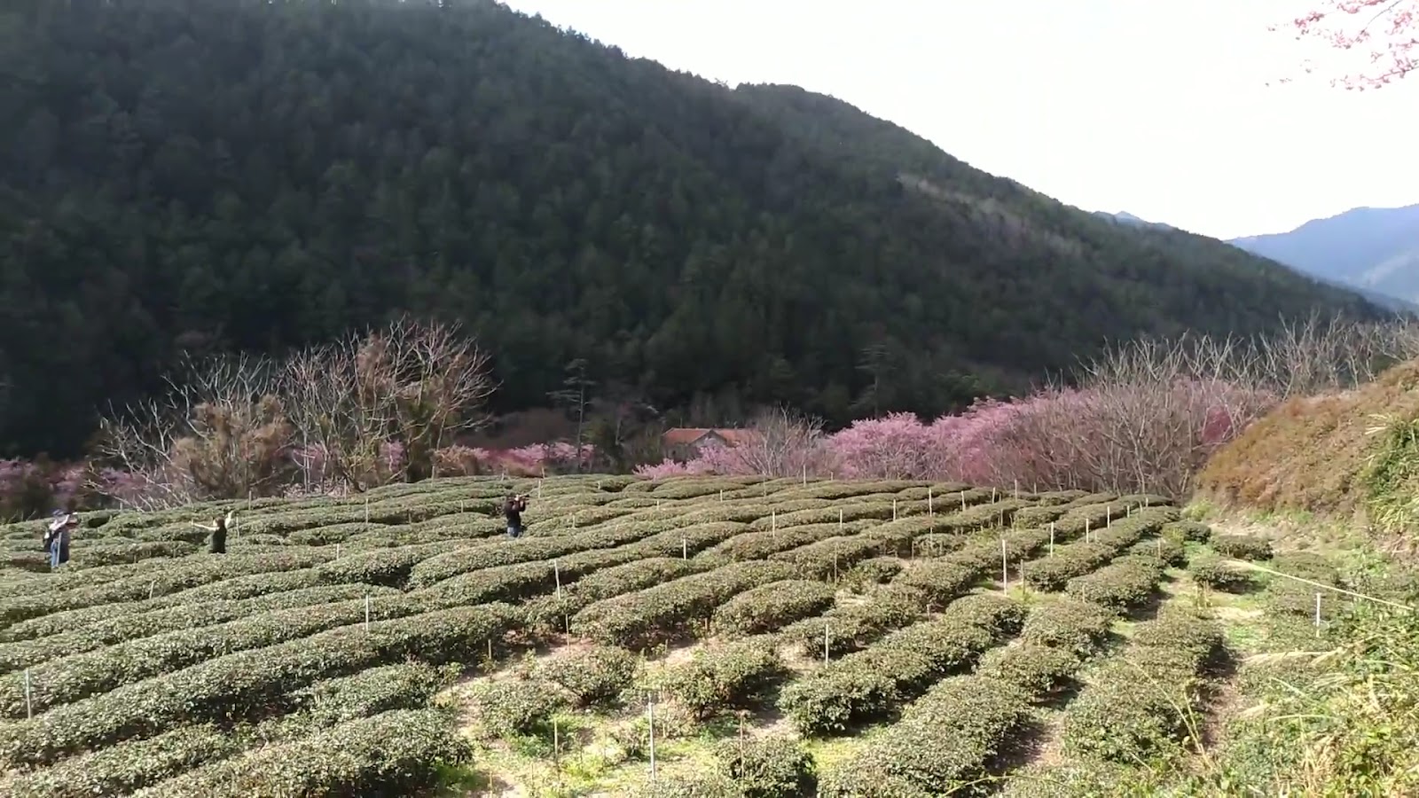 武陵農場高山茶園廣角全景，翠綠茶田延伸至遠方山脈