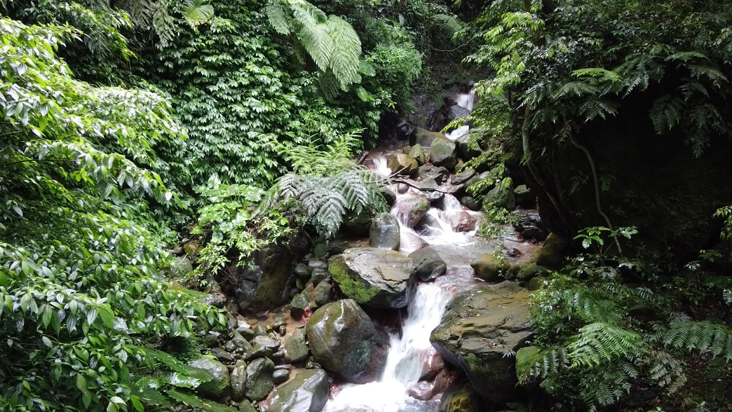 熱帶雨林感森林與溪流景致