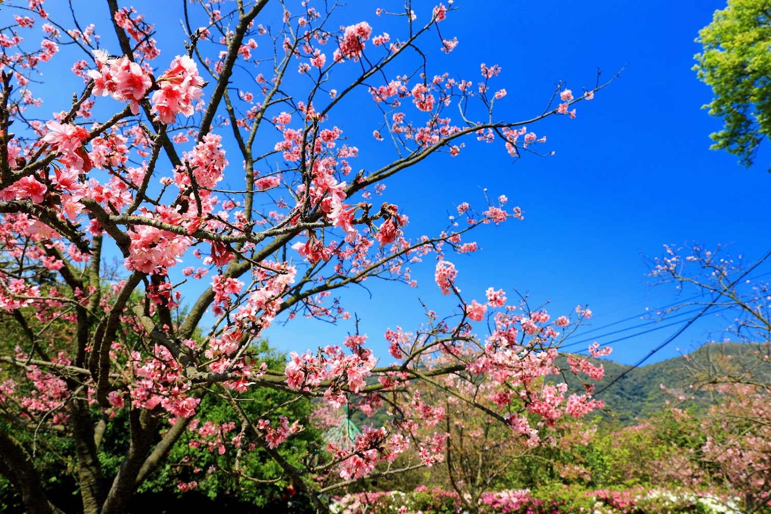 陽明公園櫻花盛開景色