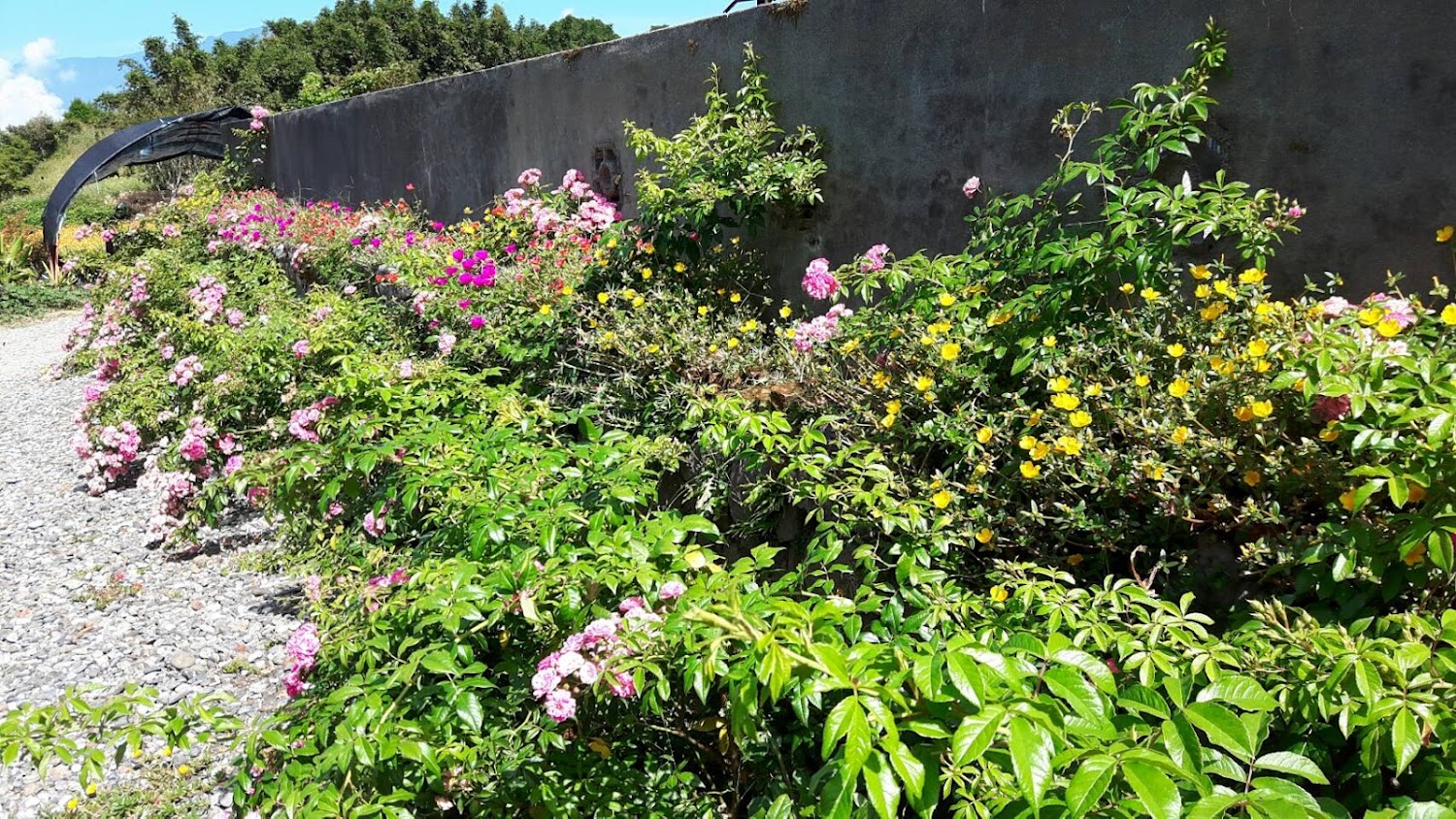 汪家古厝花園小徑與繽紛花卉