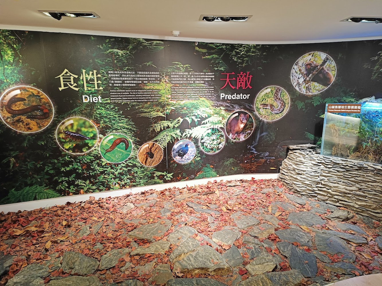 觀霧山椒魚生態中心展示區