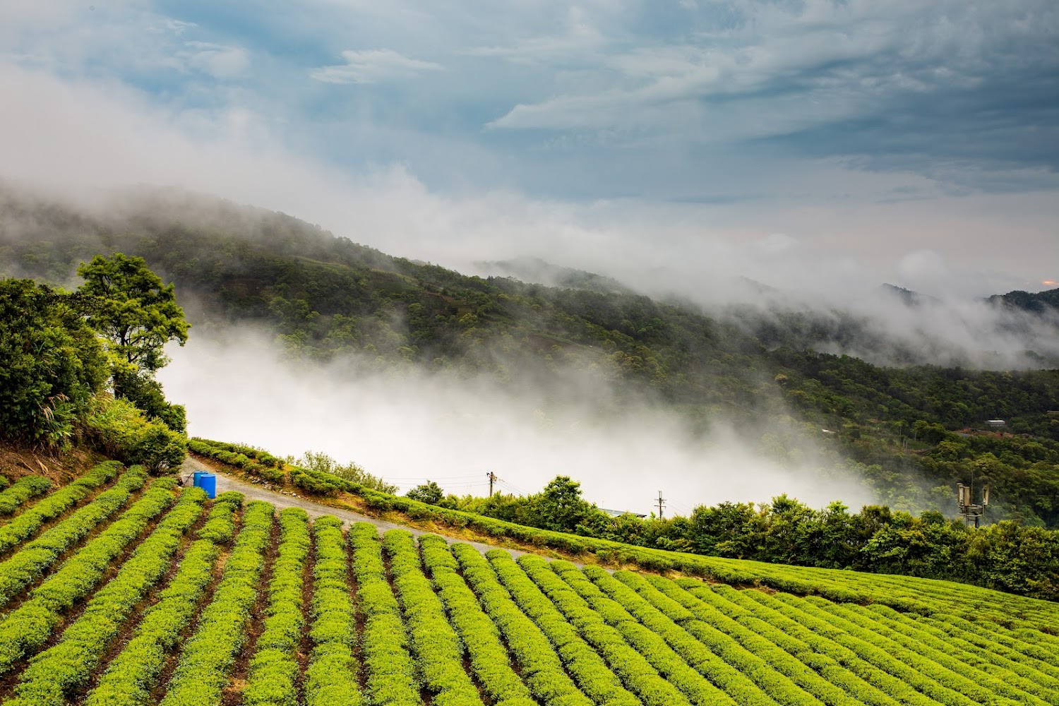 南山寺景觀平台茶園山坡景色