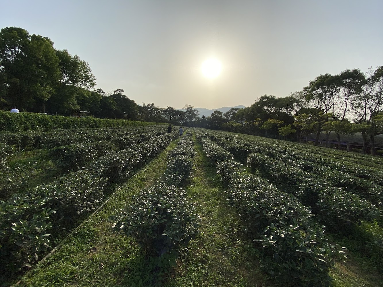 文山農場茶園步行景觀與散步旅人