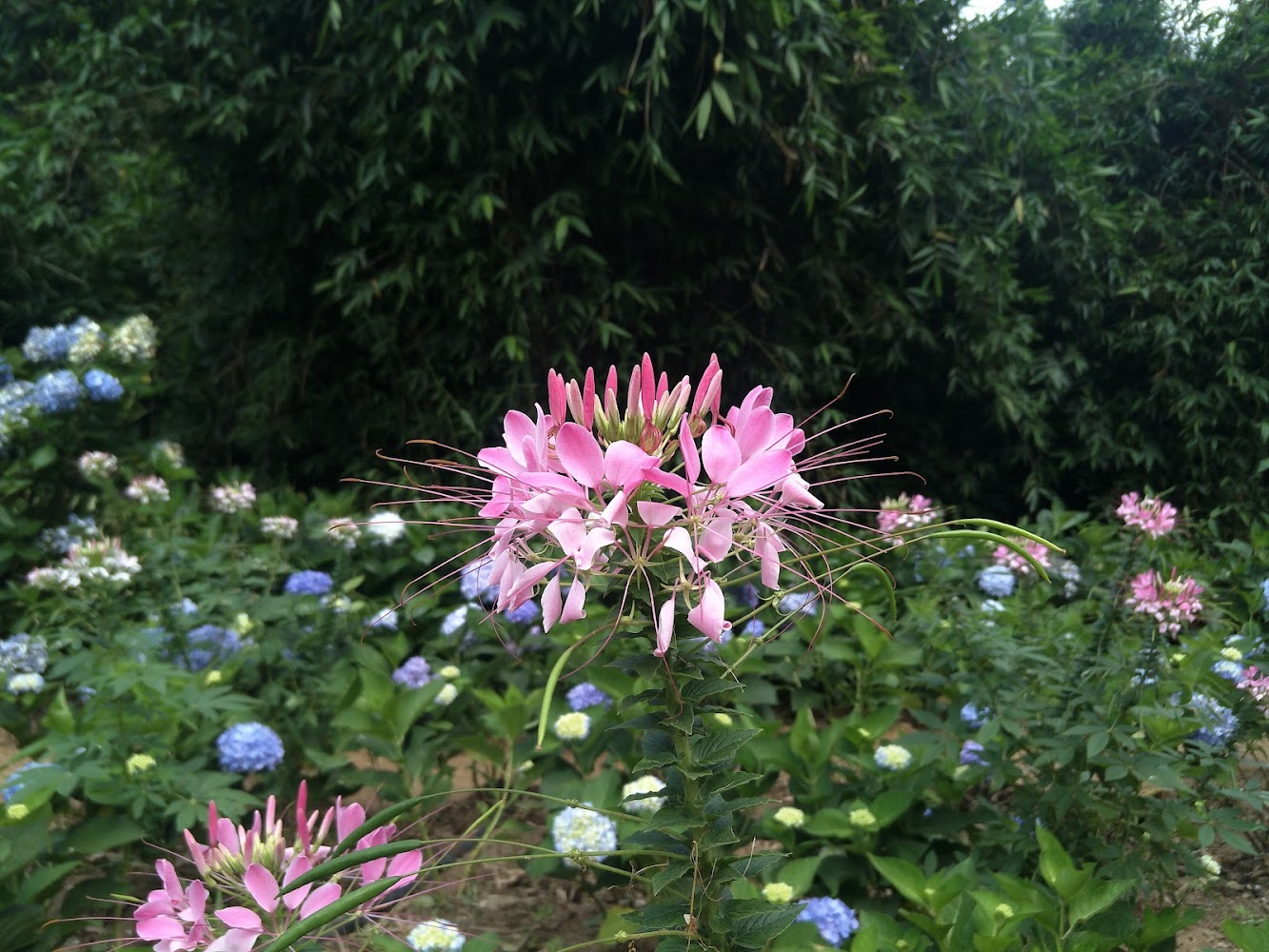 高家繡球花田水車寮第一園區花園一隅