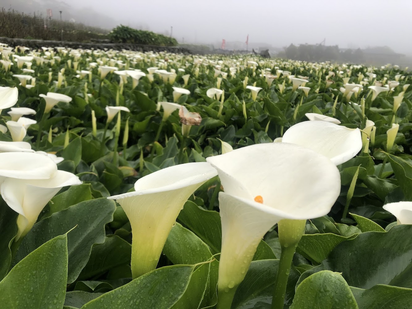 大片白色海芋花田與霧氣