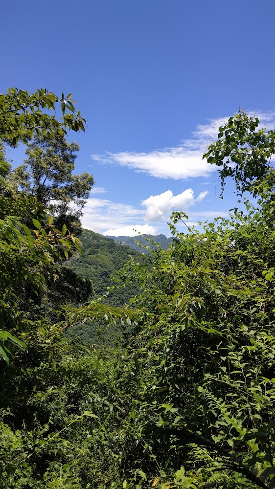 茂密樹林與遠方青翠山巒及藍天白雲