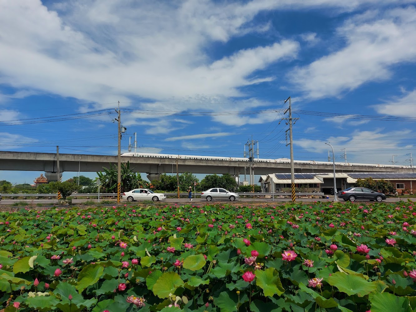 蓮花池與道路高架景觀