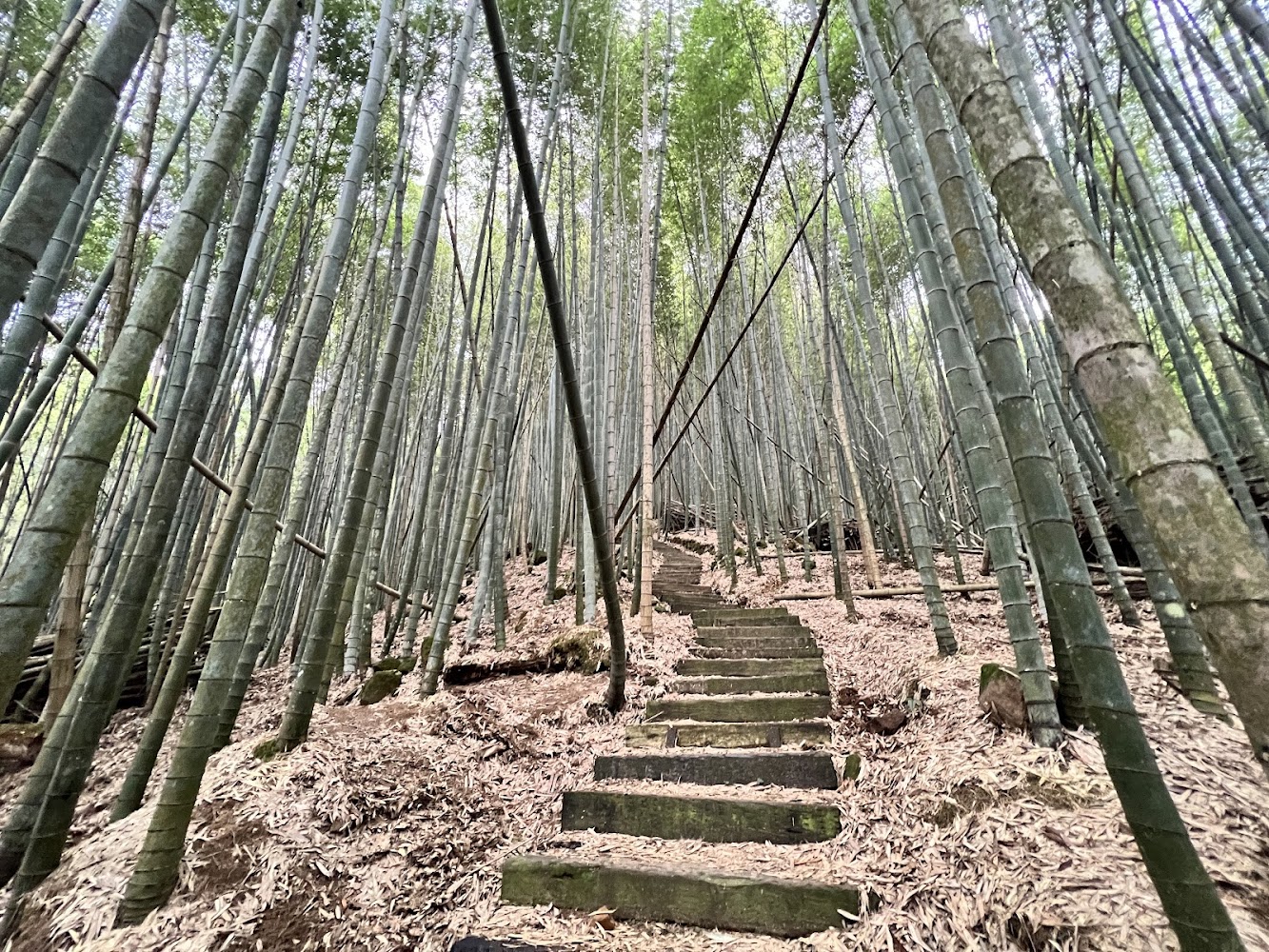 石壁山竹林石階步道