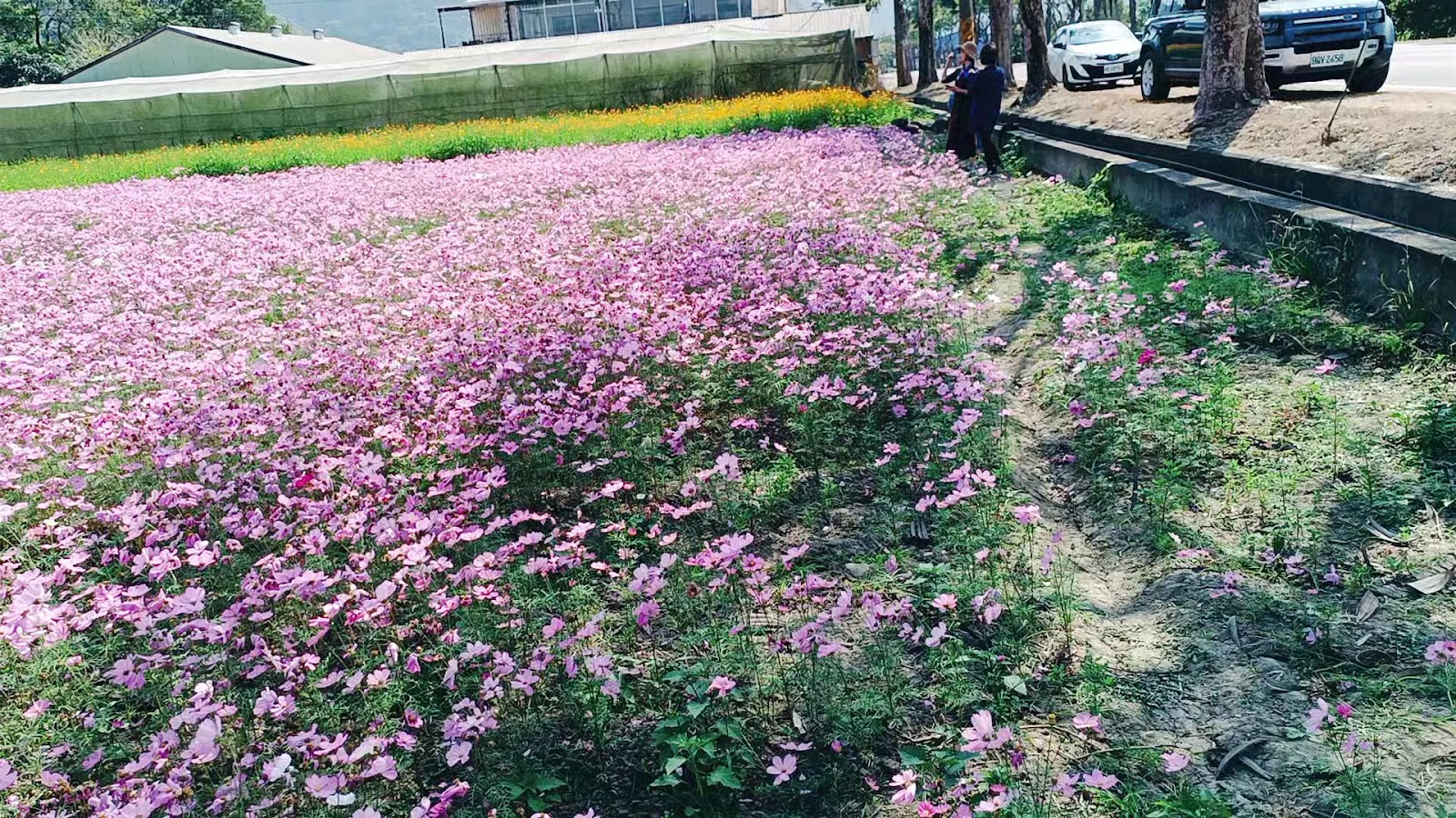 高雄杉林花海大片粉紅波斯菊，道路旁花田景色