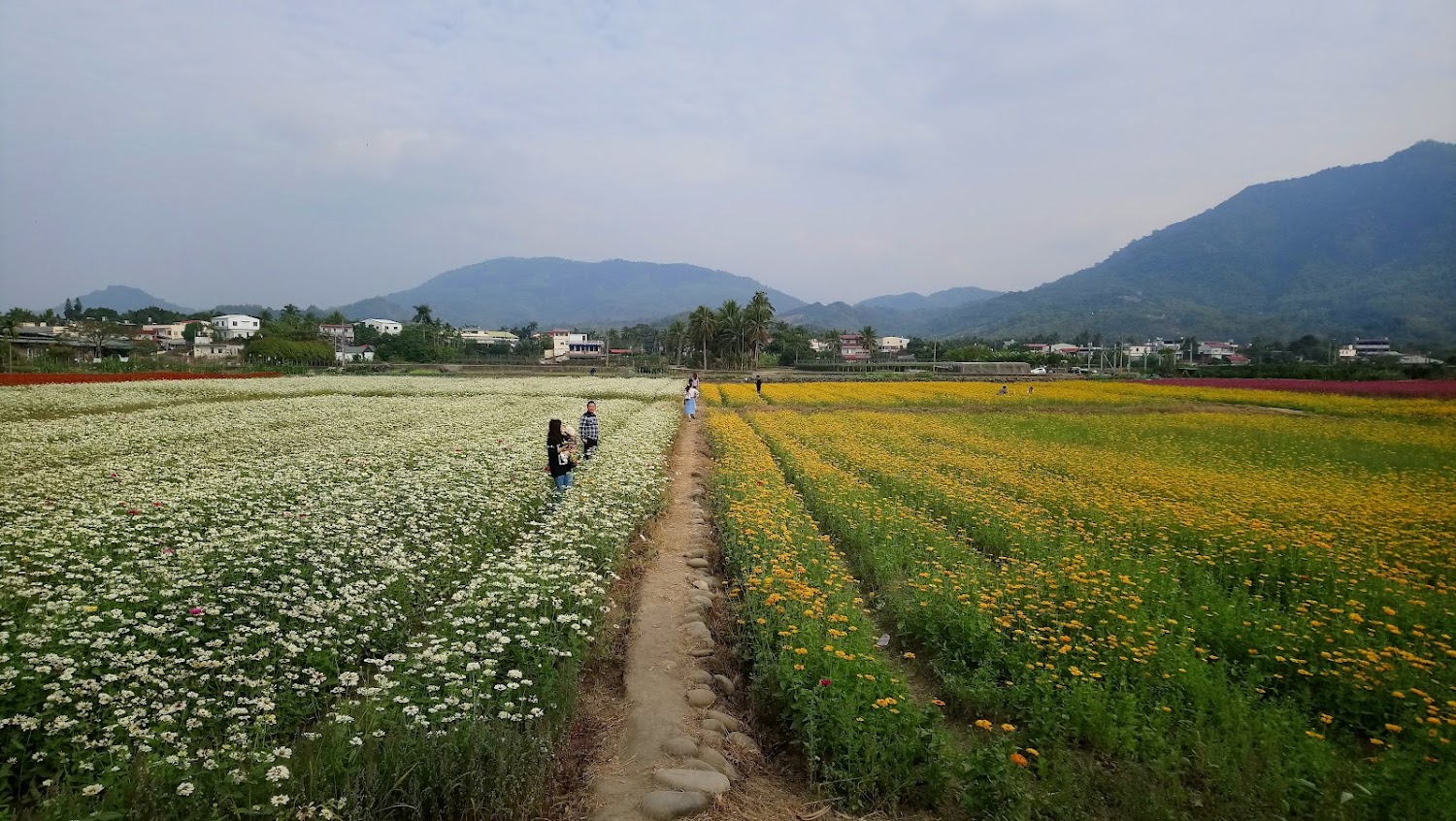 白色與黃色花朵構成的花田,中間有小徑與拍照遊客