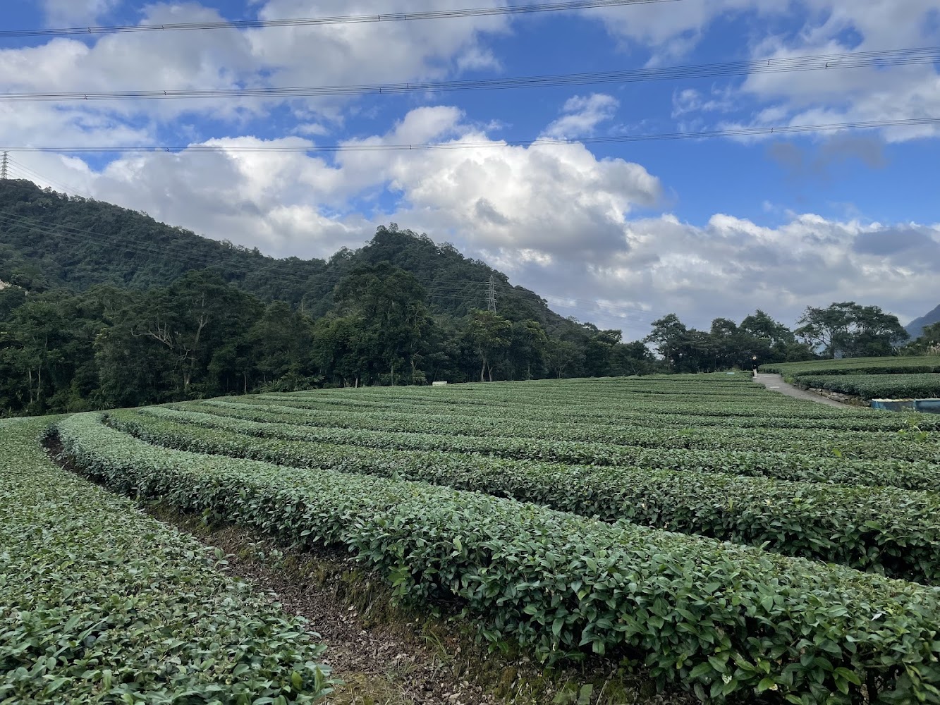 坪林茶園與山景