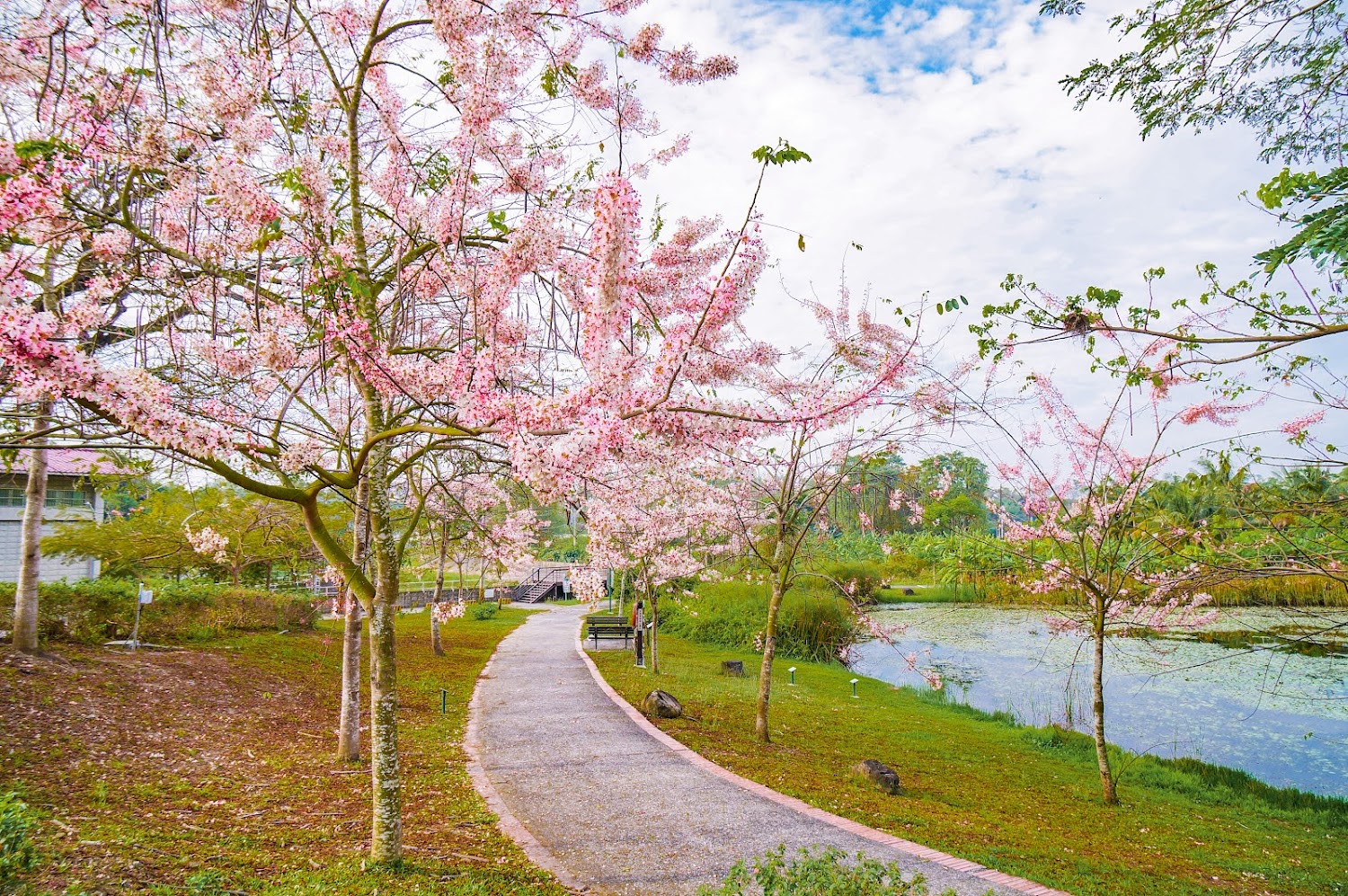 阿公店森林公園櫻花步道