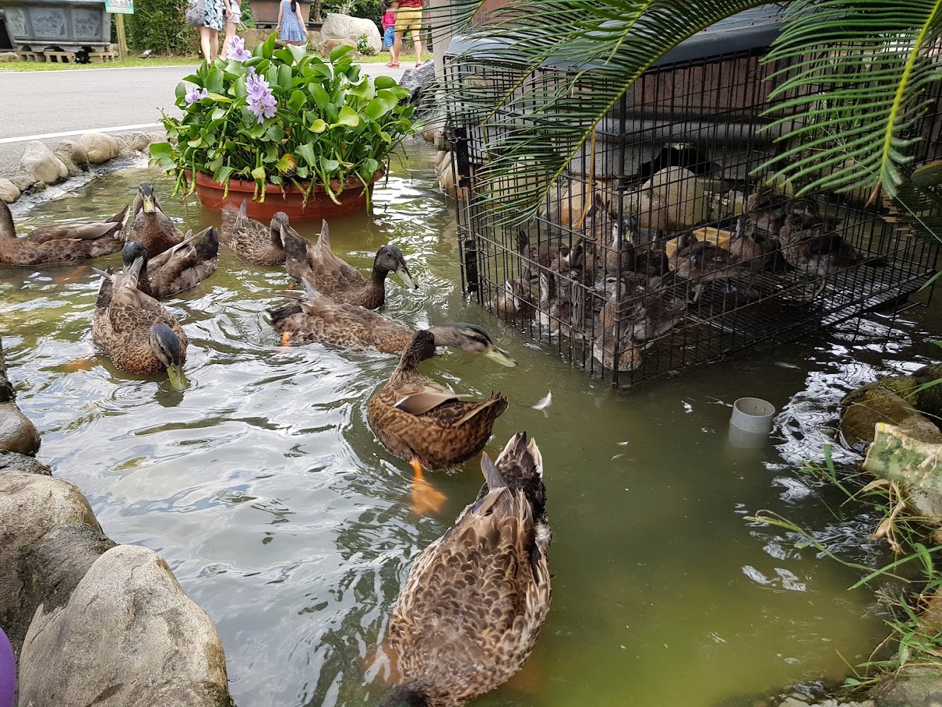 花開了休閒農場鴨群池塘景色