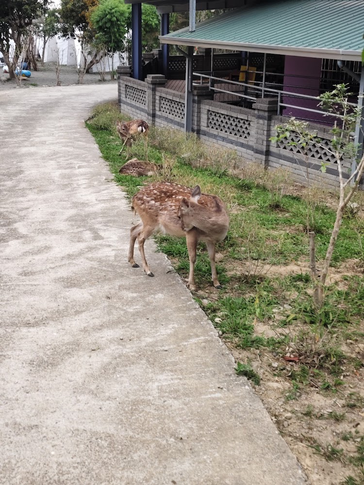 有風的地方森林療癒咖啡梅花鹿